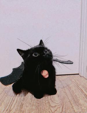 do you want a cat